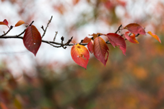 Autumn leaf