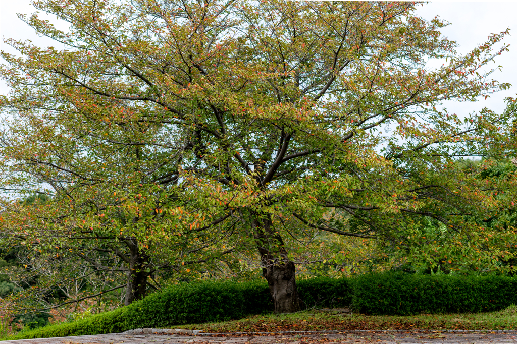 In autumn