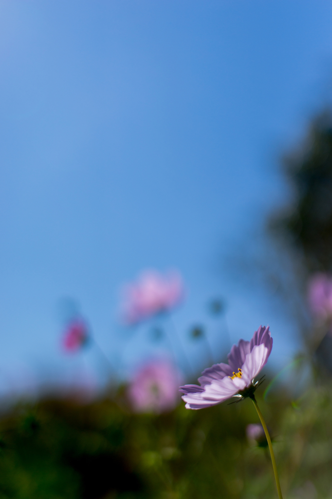 Cosmos