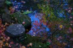 Autumn of an old pond