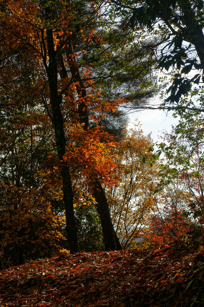 The leaf which shines