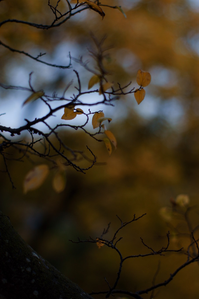 Scenery of autumn (1)