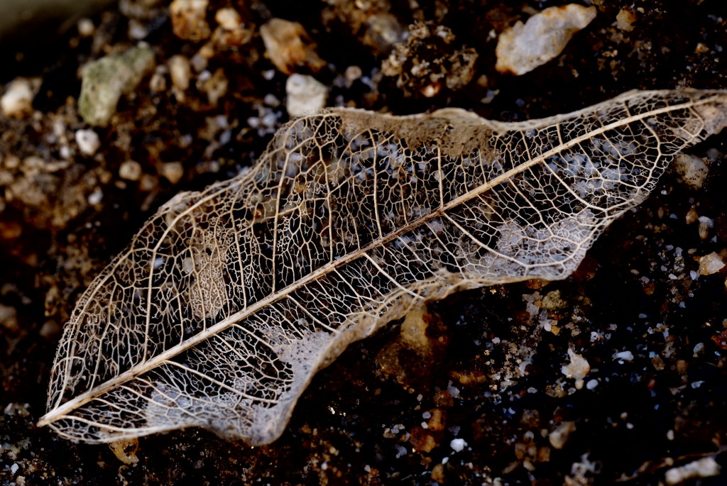 Dead leaf