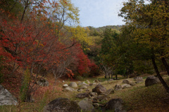 Autumnal leaves