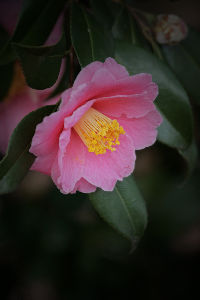 Camellia(Natural Pink)