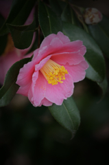 Camellia(Natural Pink)