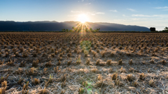 After harvest