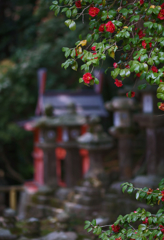 In Kasuga Taisha Shrine (3)