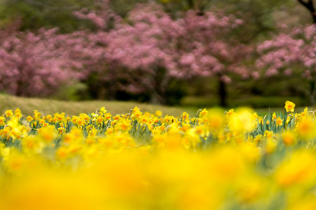 Full bloom
