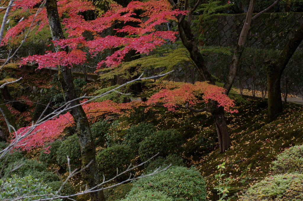 Dead leaves