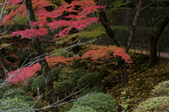 Dead leaves