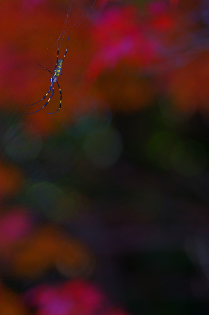 spider of autumn 