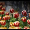 チューリップ
