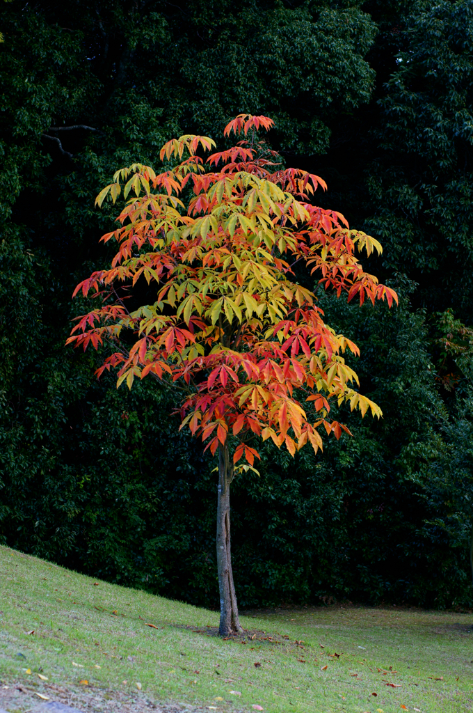 An autumn color