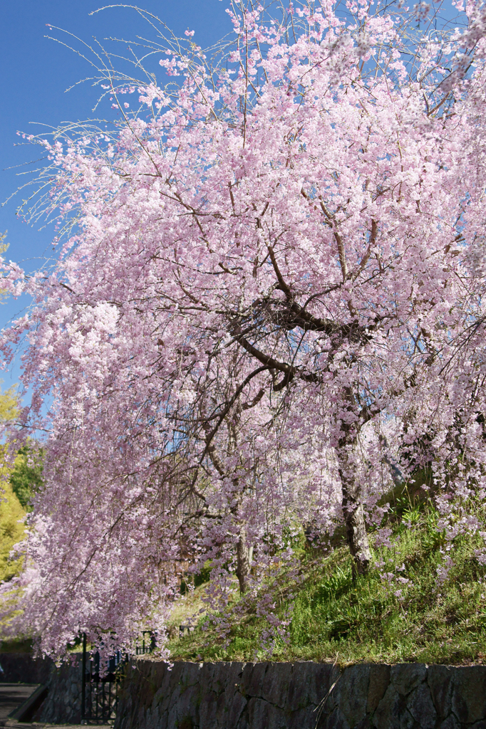 The droop cherry blossoms