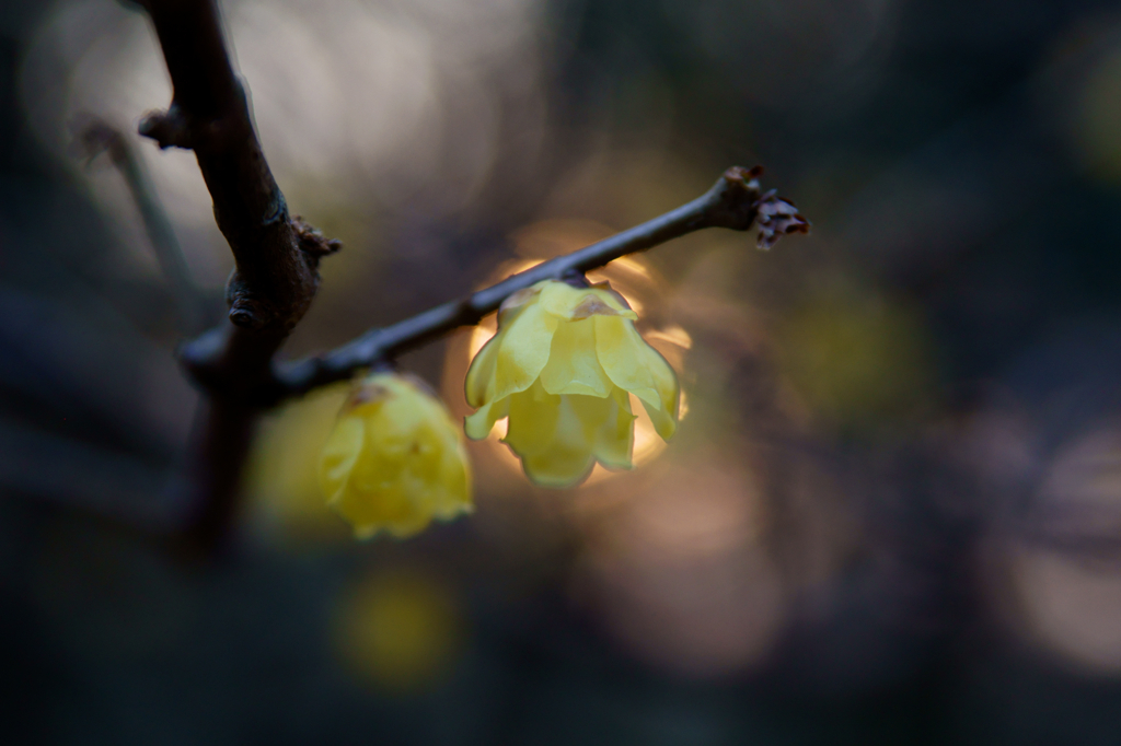 blooms at dusk