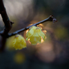 blooms at dusk