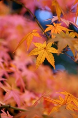 Autumn of Japan