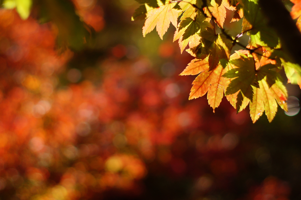 Colored leaves (1)