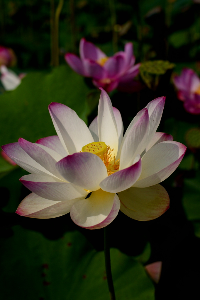 Lotus