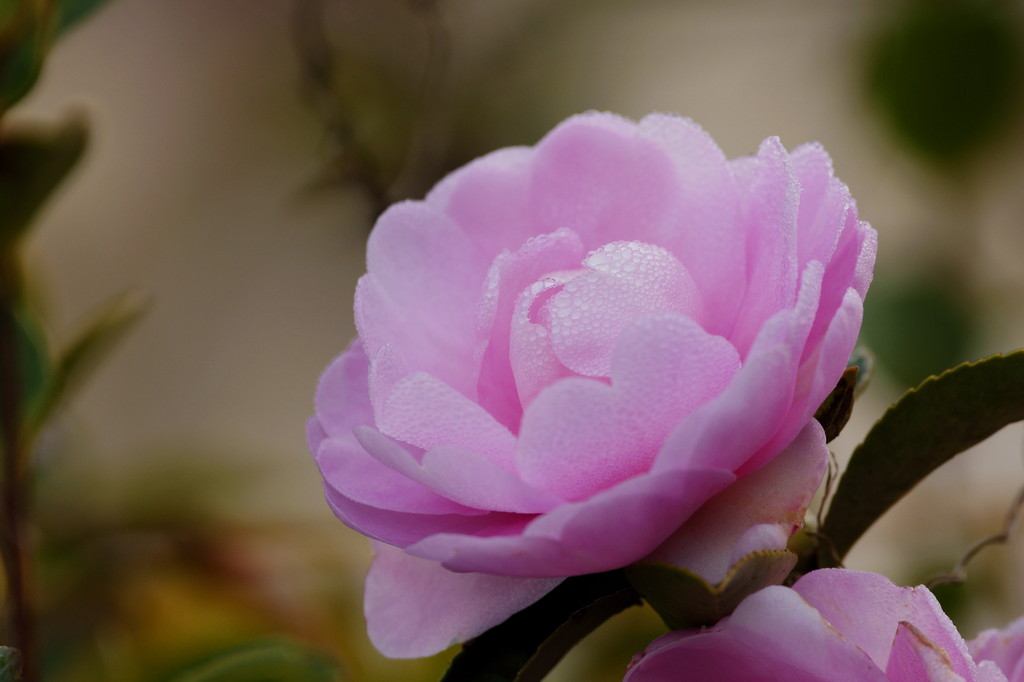 Gentle feelings