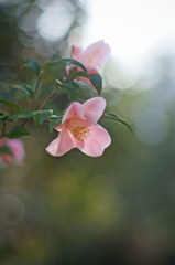 On the stroll road (Light)