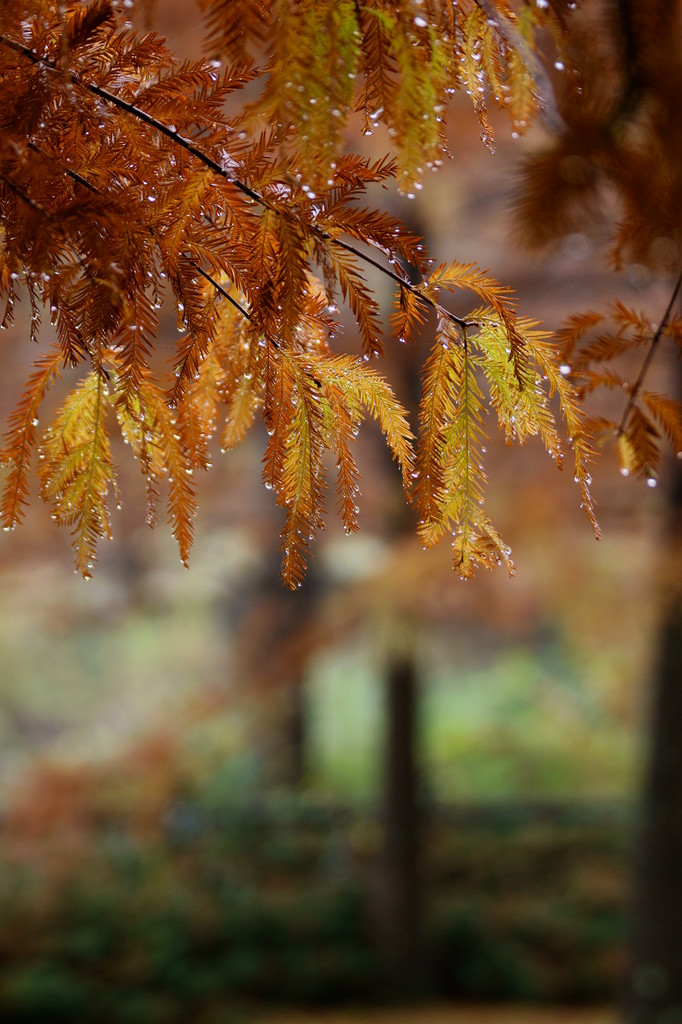 After the rain