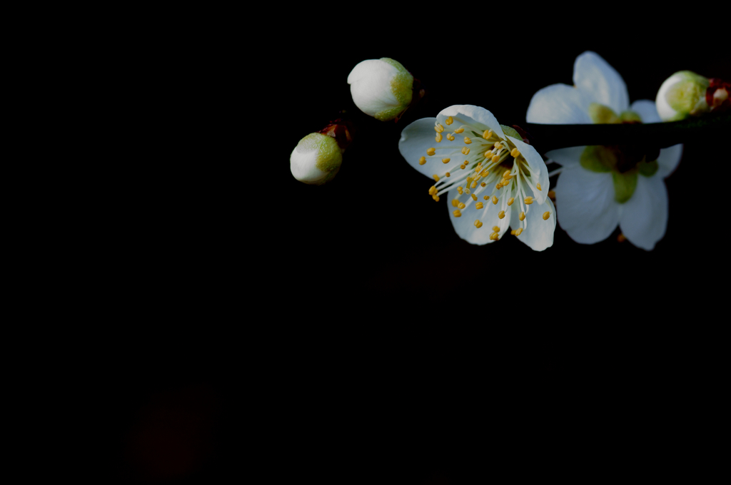 Plum blossoms