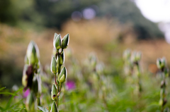 Bud