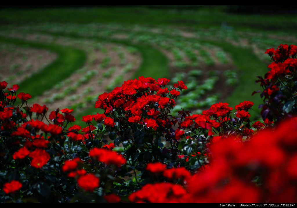 Red rose