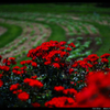 Red rose