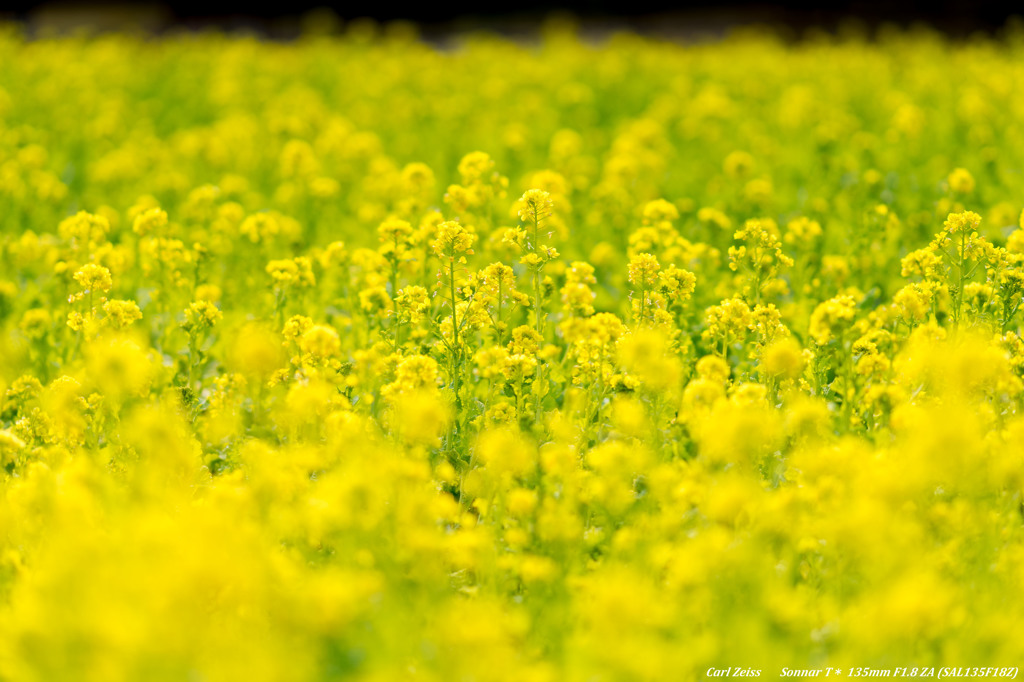 菜の花