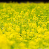 菜の花