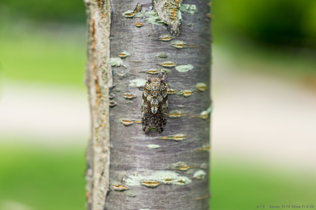 Cicada