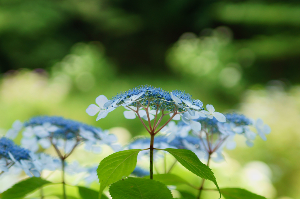 Hydrangea (Blue)