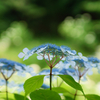 Hydrangea (Blue)