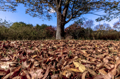 Season of fallen leaves (NO1)