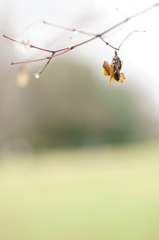 Bagworm