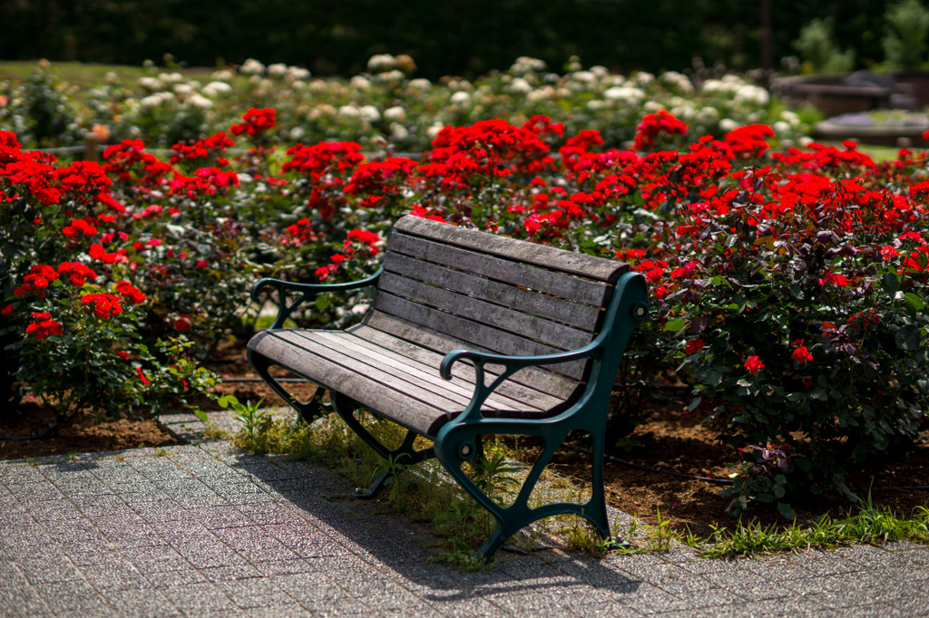 Bench in the rose