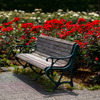 Bench in the rose