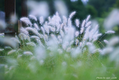 花穂 (2)