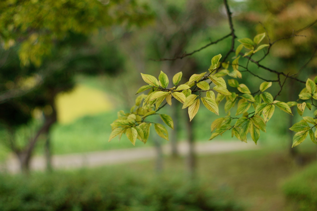 Cold autumn
