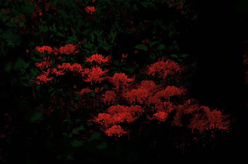 spider lily(Red)