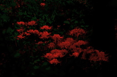 spider lily(Red)