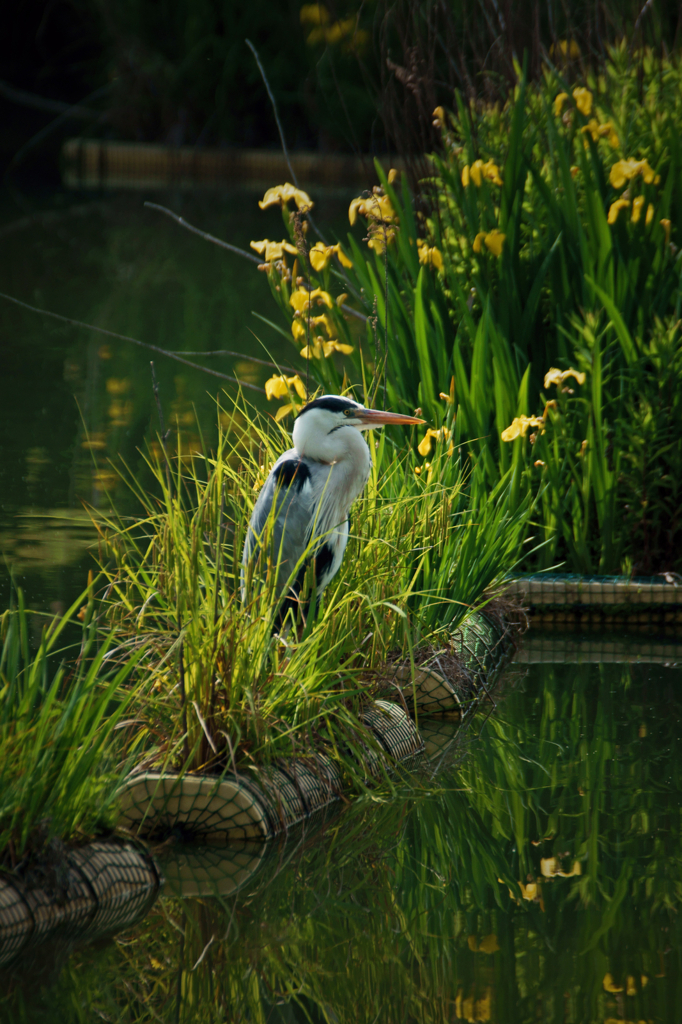 enclosed by the flower