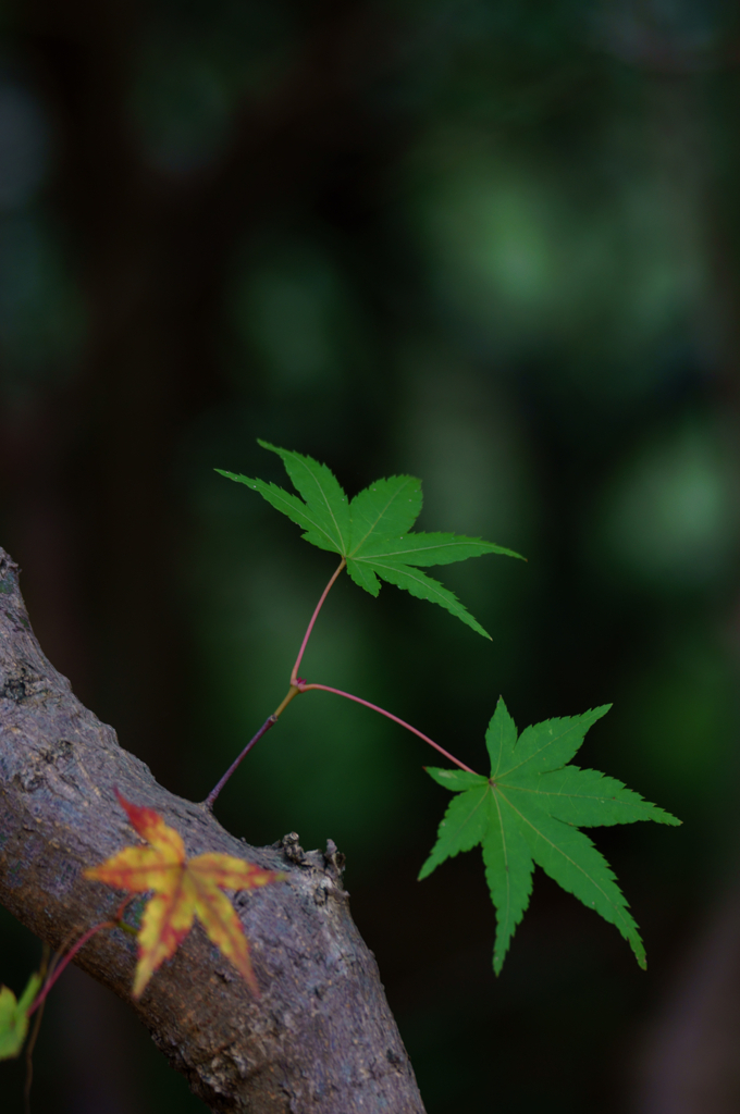 Maple in the mountains (山モミジ)