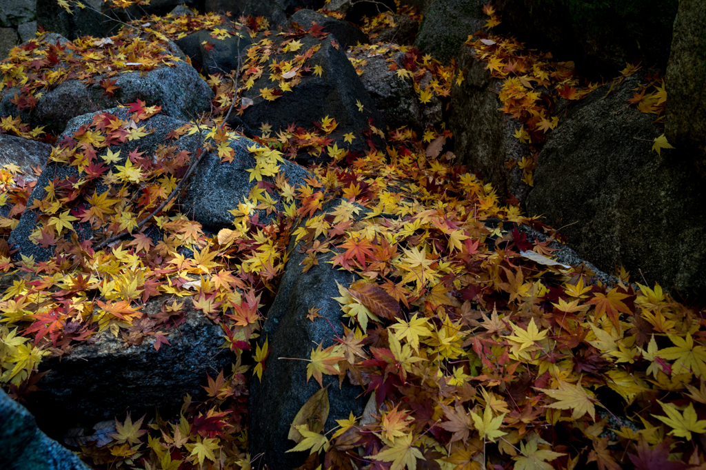 Fallen leaf (3)
