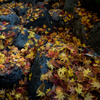 Fallen leaf (3)