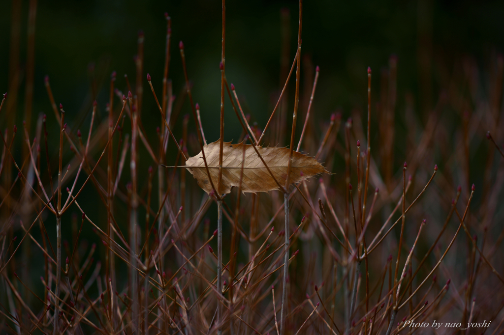 Dead leaf