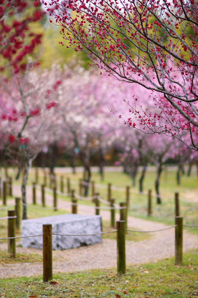 In forest of the plum of Nara (4)